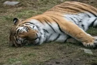 Encuentran a tigre muerto en Xicotepec; había escapado del zoológico ante las lluvias