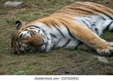 Encuentran a tigre muerto en Xicotepec; había escapado del zoológico ante las lluvias