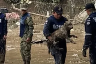 Habilitan refugio para animales en Huauchinango ante afectaciones por lluvias