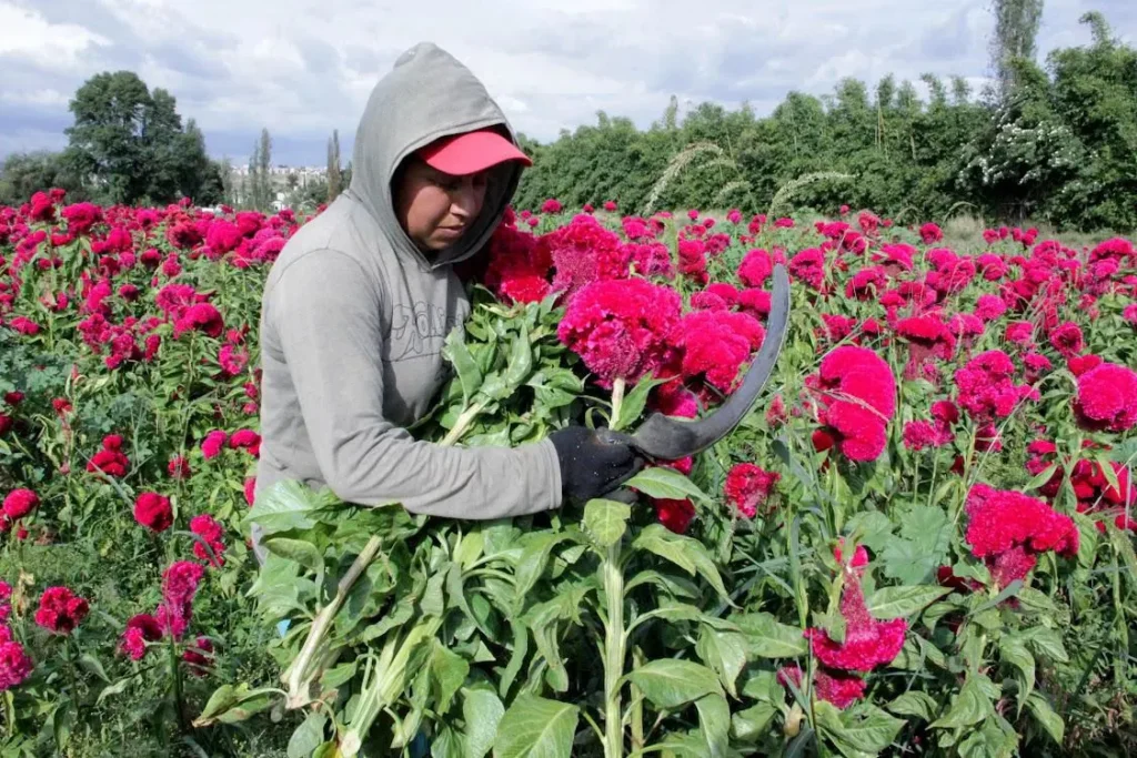 Puebla, líder en producción de cempasúchil y terciopelo con el 72% nacional