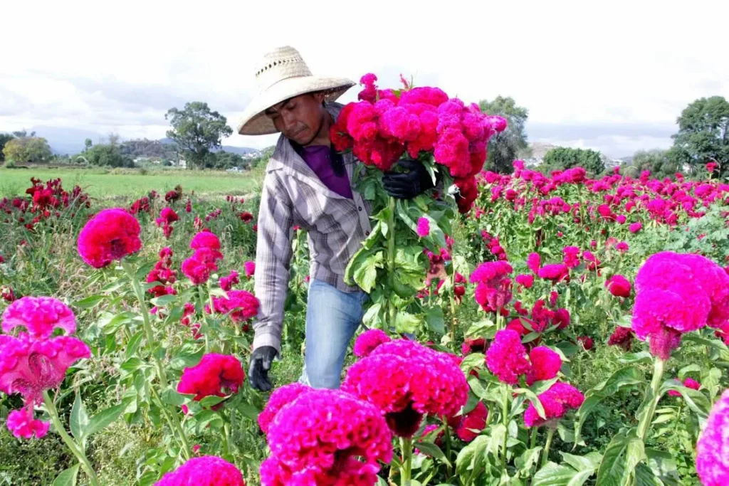 Puebla, líder en producción de cempasúchil y terciopelo con el 72% nacional