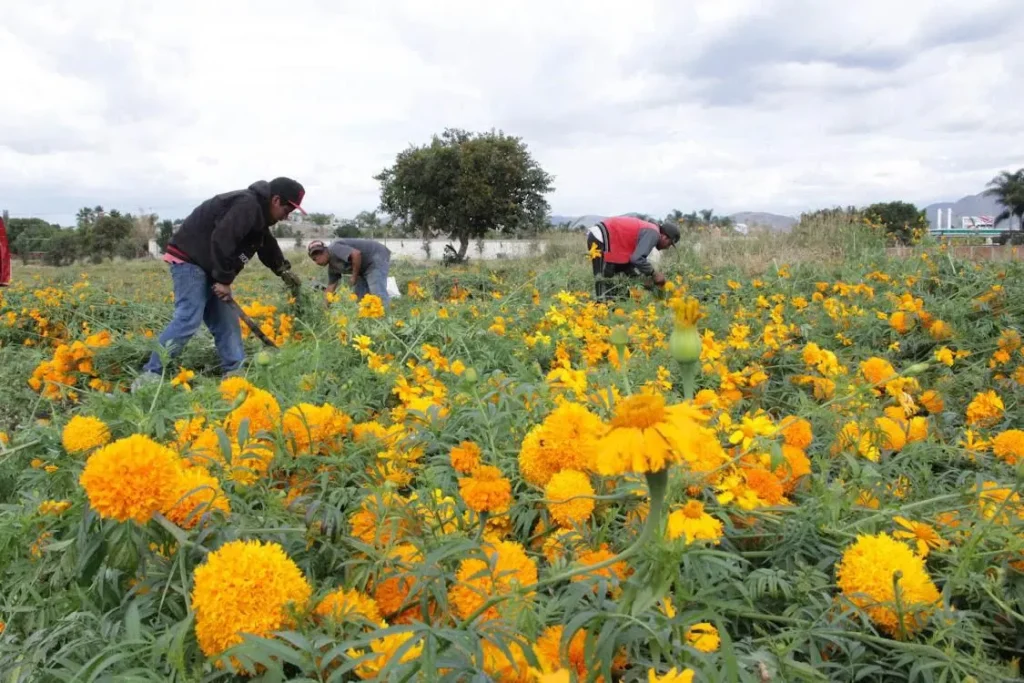 Puebla, líder en producción de cempasúchil y terciopelo con el 72% nacional