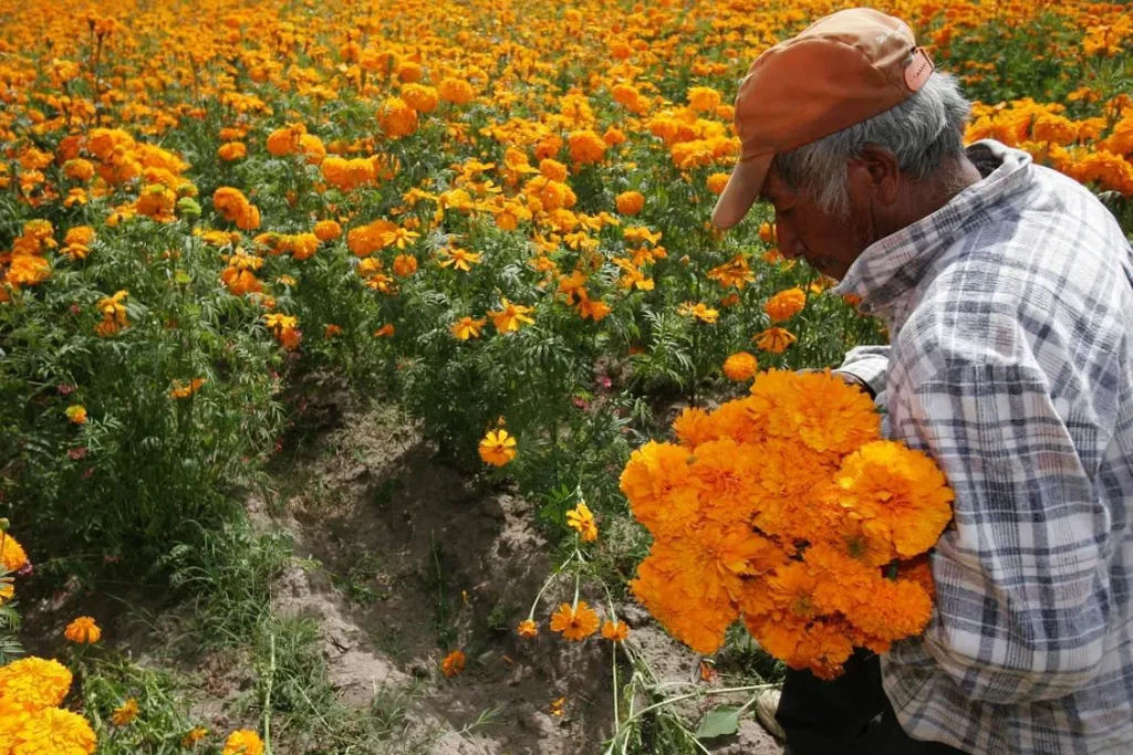 Puebla, líder en producción de cempasúchil y terciopelo con el 72% nacional