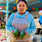 Ariadna Ayala impulsa a los productores locales con la feria del aguacate 2025
