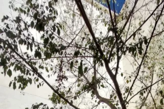 Beca Convenio UDLAP-Profética impulsa la formación literaria de jóvenes en México