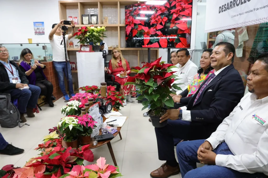 Producción de nochebuena fortalece la economía agrícola y turística de Atlixco