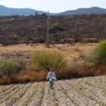 Hectáreas de temporal en abandono en Puebla afectan empleo rural y migración