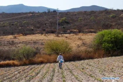 Hectáreas de temporal en abandono en Puebla afectan empleo rural y migración