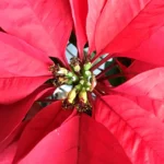 La flor de Nochebuena símbolo decembrino y orgullo de la biodiversidad mexicana