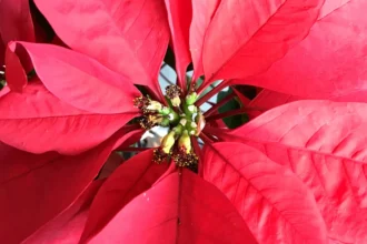 La flor de Nochebuena símbolo decembrino y orgullo de la biodiversidad mexicana