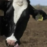 Más de 20 mdp para el combate del gusano barrenador en Puebla