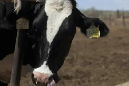 Más de 20 mdp para el combate del gusano barrenador en Puebla