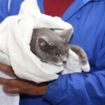 Ariadna Ayala jornadas de servicios veterinarios en colonias de Atlixco