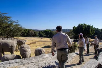 Ayuntamiento de Puebla y Africam Safari lanzan campaña de reciclaje de árboles de Navidad