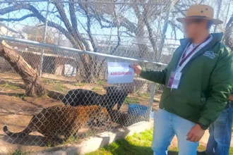 Asegura Profepa 44 ejemplares de fauna silvestre
