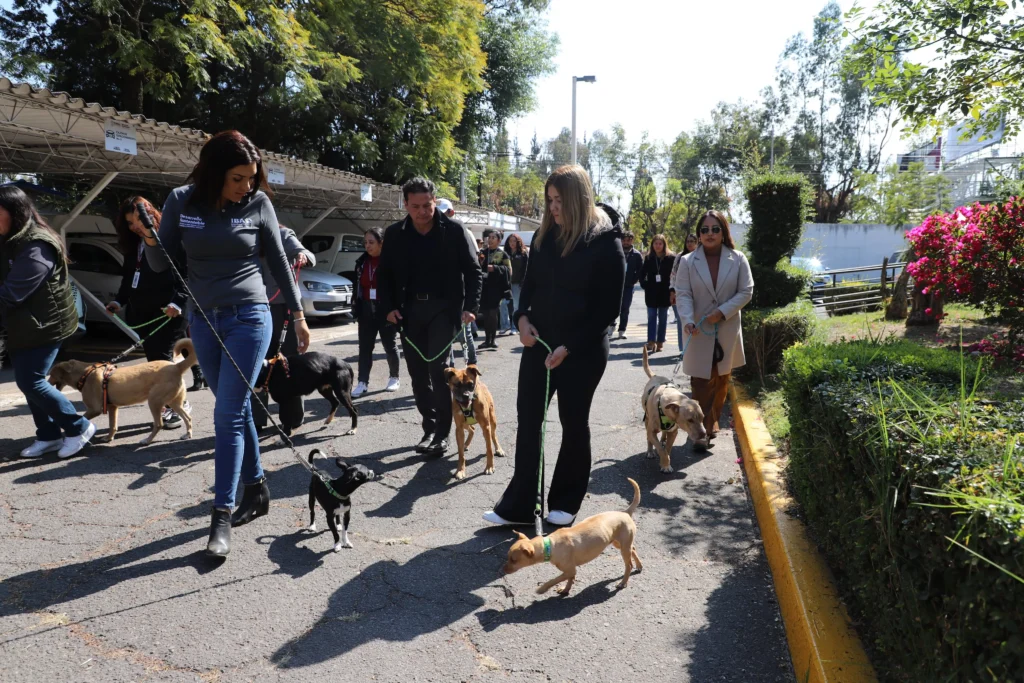 Cero tolerancia al maltrato animal
