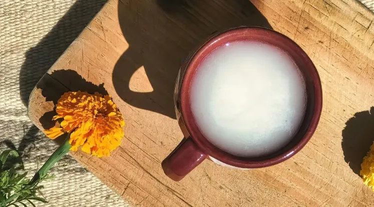 Día del Pulque en la UNAM fiesta y degustación gratis en el Jardín Botánico