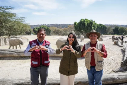 Entrega Tonantzin Fernández 270 árboles navideños