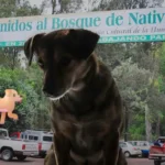 Hallan perrita torturada en el Bosque de Nativitas
