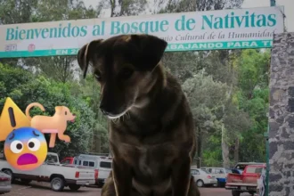 Hallan perrita torturada en el Bosque de Nativitas