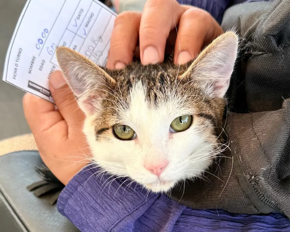 Impulsa Pepe Chedraui jornadas gratuitas de protección animal en distintas zonas de la capital