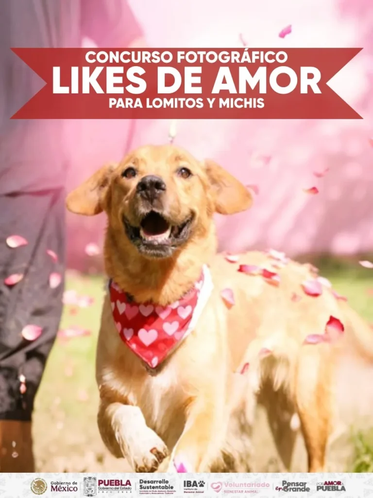 Instituto de Bienestar Animal lanza convocatoria