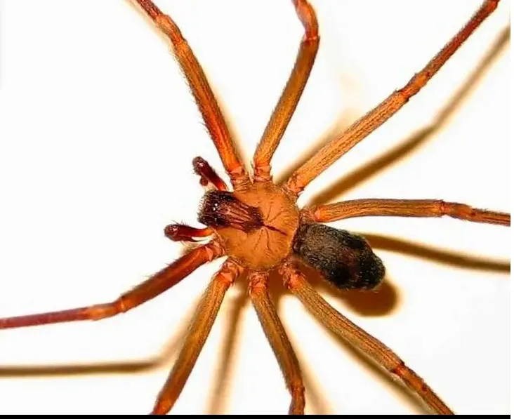 Temporada de araña violinista en México