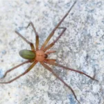 Temporada de araña violinista en México