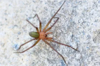 Temporada de araña violinista en México