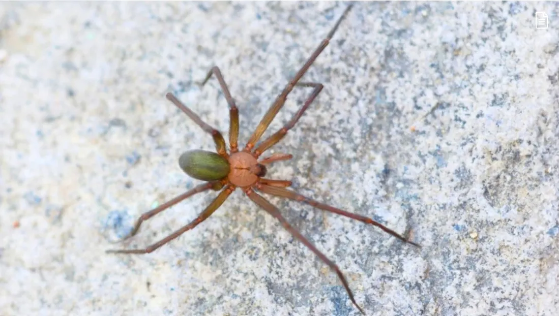 Temporada de araña violinista en México