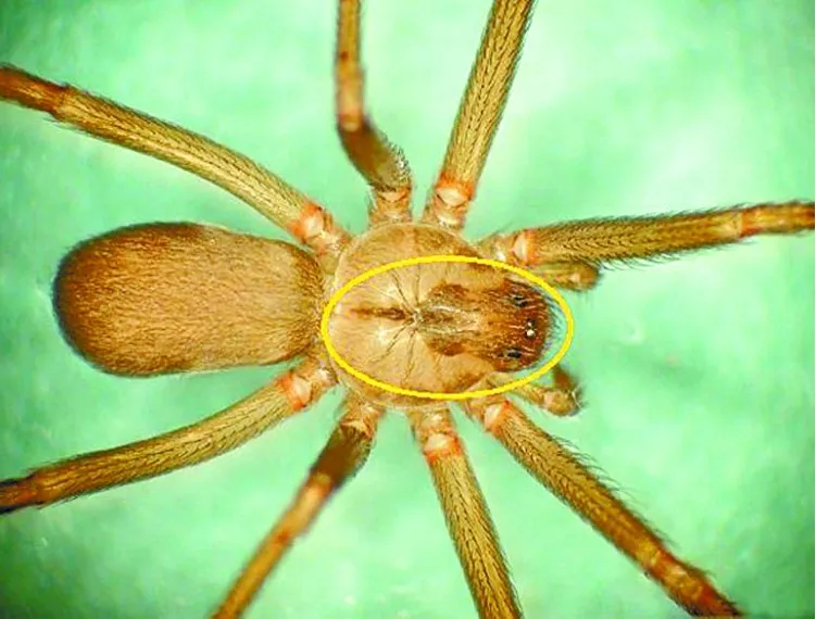 Temporada de araña violinista en México