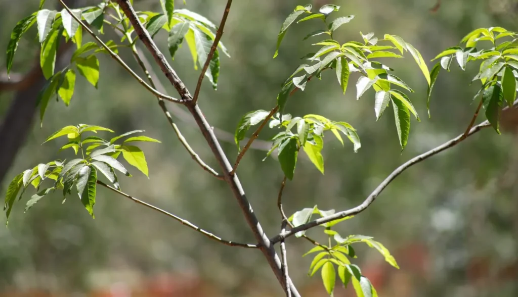 ARMENTA INVITA A CUIDAR BOSQUES POBLANOS