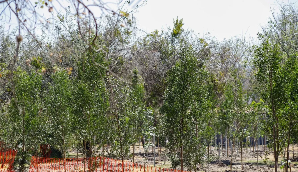 ARMENTA INVITA A CUIDAR BOSQUES POBLANOS