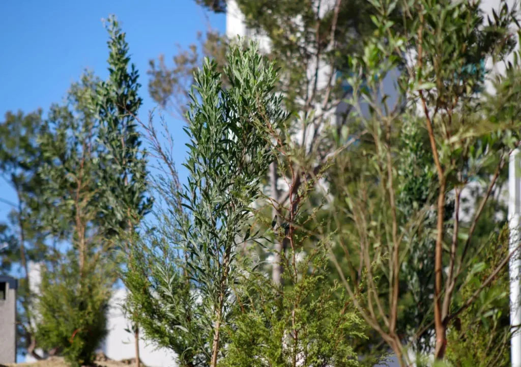 Bosque Urbano en CIS y Parque Ecológico se fortalece