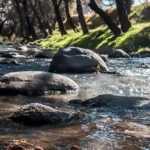 CDH Puebla demanda medidas urgentes y sostenibles frente a la contaminación del Río Atoyac