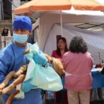 Continúan esterilizando perritos y gatitos en Amozoc