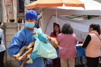 Continúan esterilizando perritos y gatitos en Amozoc