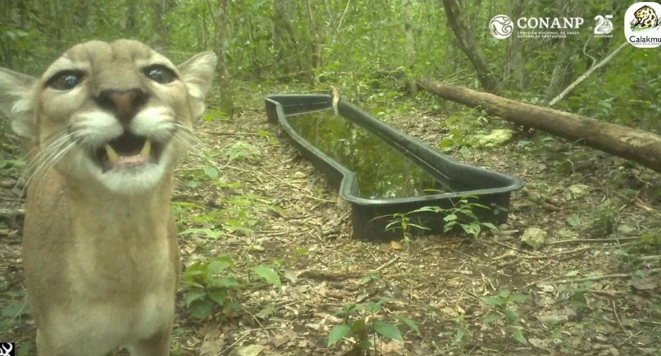 El rostro de la selva Cámara trampa capta encuentro cercano con un puma en Calakmul