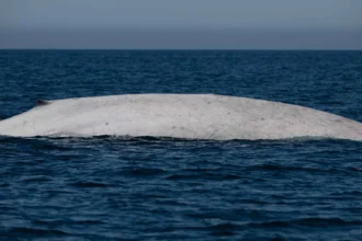 La Conanp anuncia el avistamiento de una ballena azul albina en el Parque Nacional Bahía de Loreto
