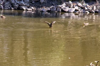 Lago IBERO Puebla, un refugio clave para la biodiversidad poblana