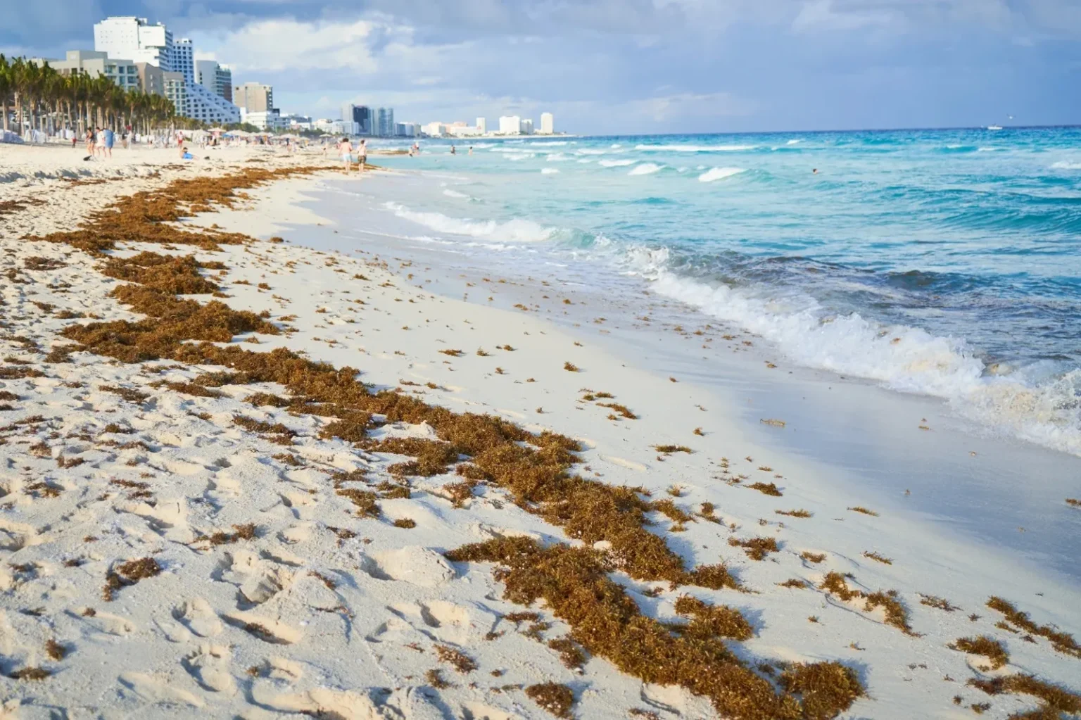 Se adelanta temporada de sargazo en el Caribe mexicano y preocupa al sector turístico