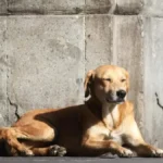 “Caramelo” es reconocido como perrito de raza mexicana