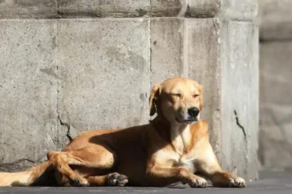“Caramelo” es reconocido como perrito de raza mexicana