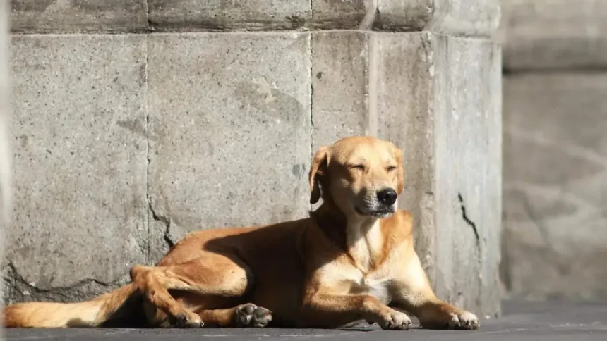 “Caramelo” es reconocido como perrito de raza mexicana