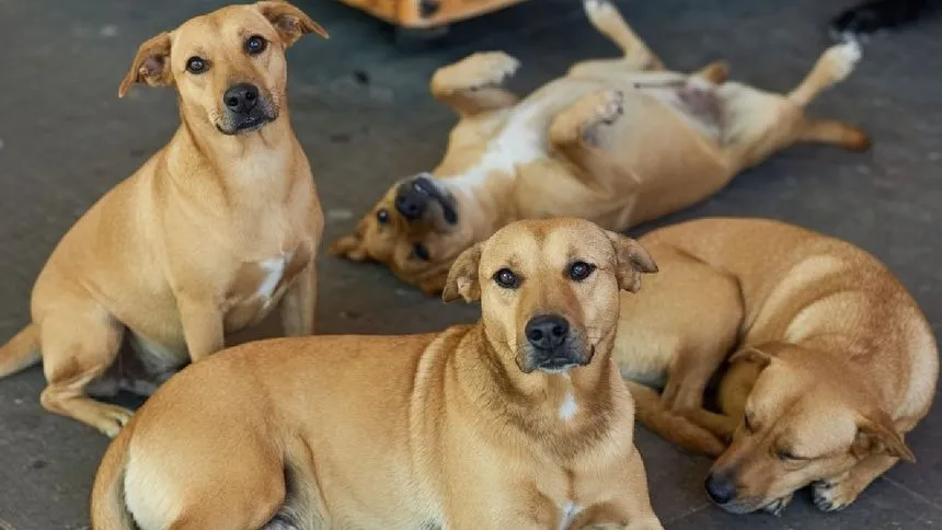 “Caramelo” es reconocido como perrito de raza mexicana
