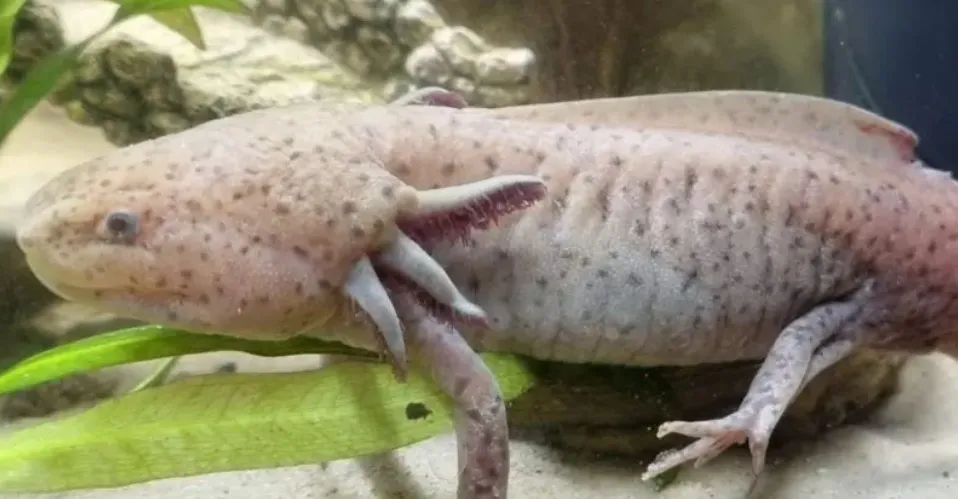 Hallan un ajolote mexicano bajo un puente en Reino Unido