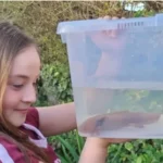 Hallan un ajolote mexicano bajo un puente en Reino Unido