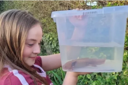 Hallan un ajolote mexicano bajo un puente en Reino Unido
