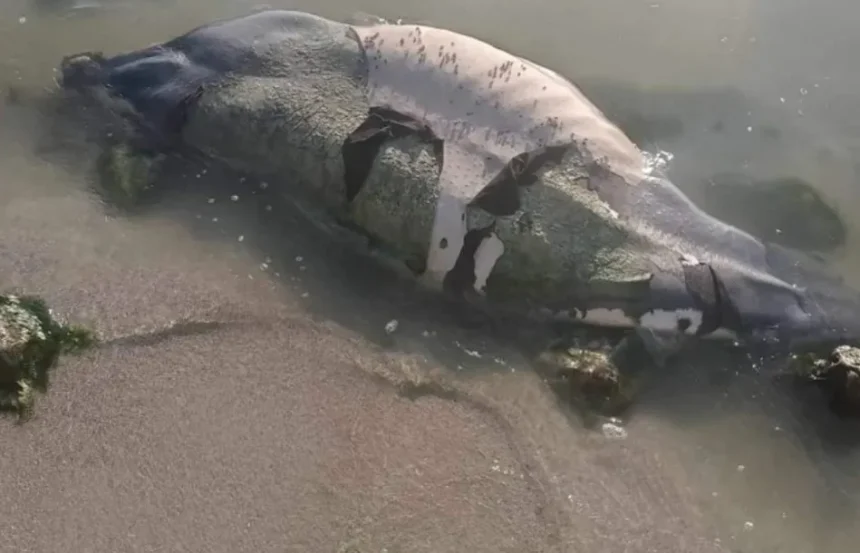 Muere manatí en Chetumal