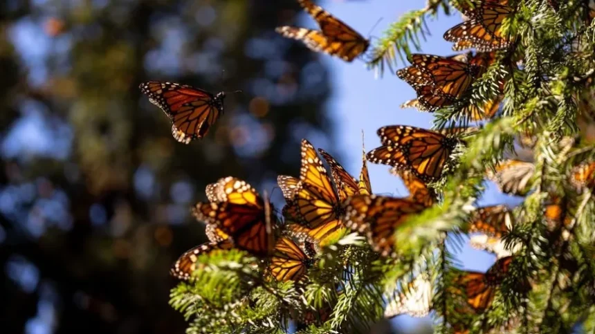 Respiro para la Monarca